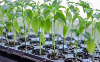 Family garden starter projects kids can help with