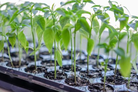 Family garden starter projects kids can help with