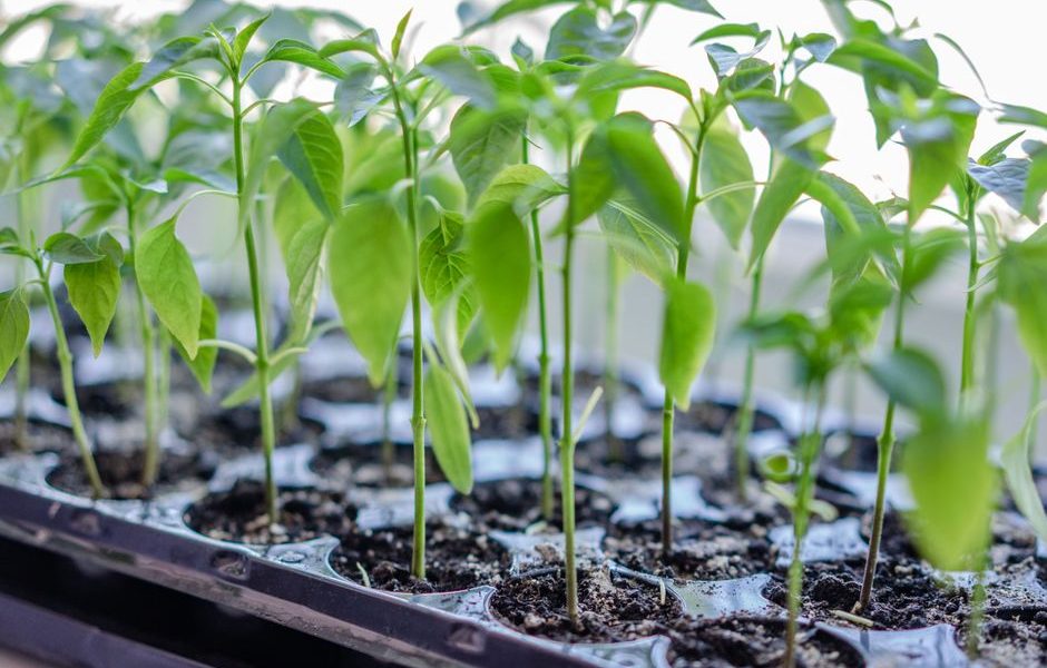 Family garden starter projects kids can help with