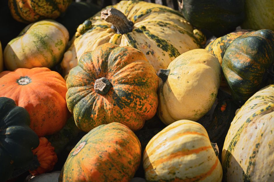 A collection of multicolored ornamental pumpkins showcasing the beauty of the fall harvest
