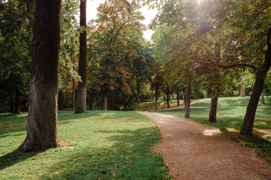 A sunny park pathway surrounded by lush green trees, perfect for a peaceful walk.