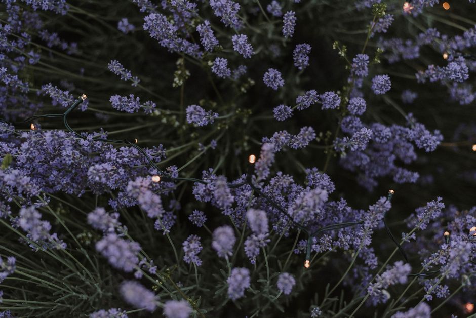 Beautiful purple lavender flowers adorned with gentle fairy lights, creating a serene ambi