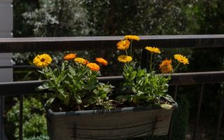 Late-summer balcony refresh with plants and soft lighting