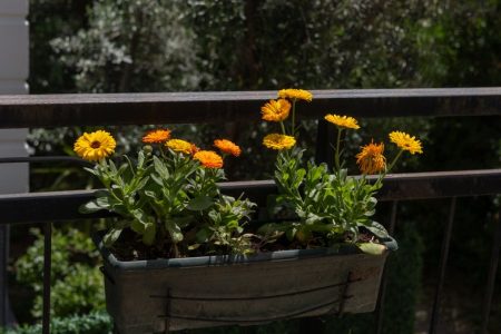 Late-summer balcony refresh with plants and soft lighting