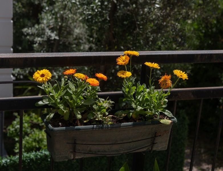 Late-summer balcony refresh with plants and soft lighting Late-summer balcony refresh with plants and soft lighting