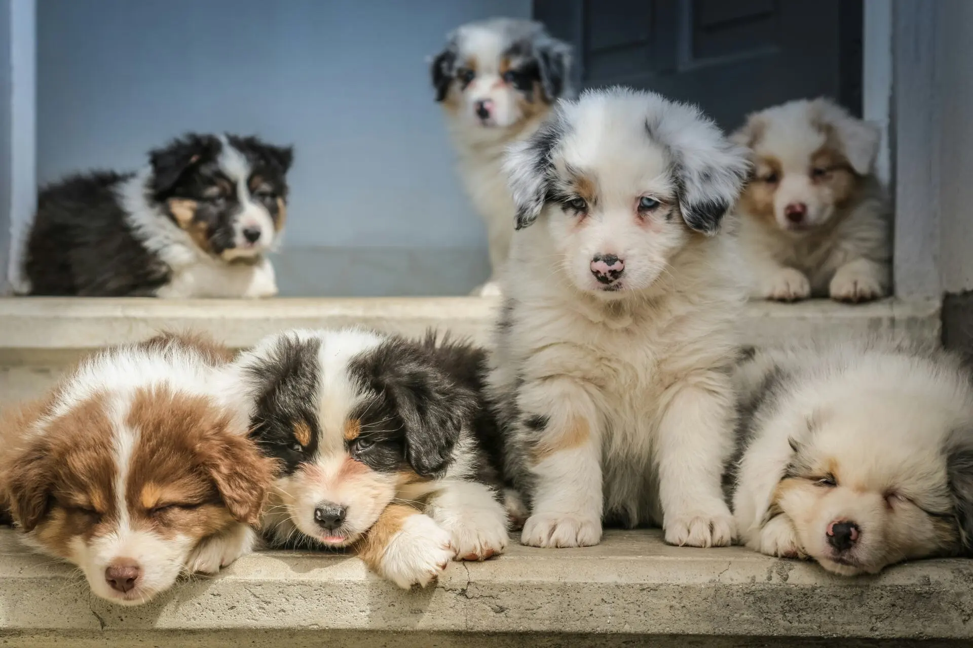 Helping Your Pup Stay Calm and Happy: The Role of Natural Chews