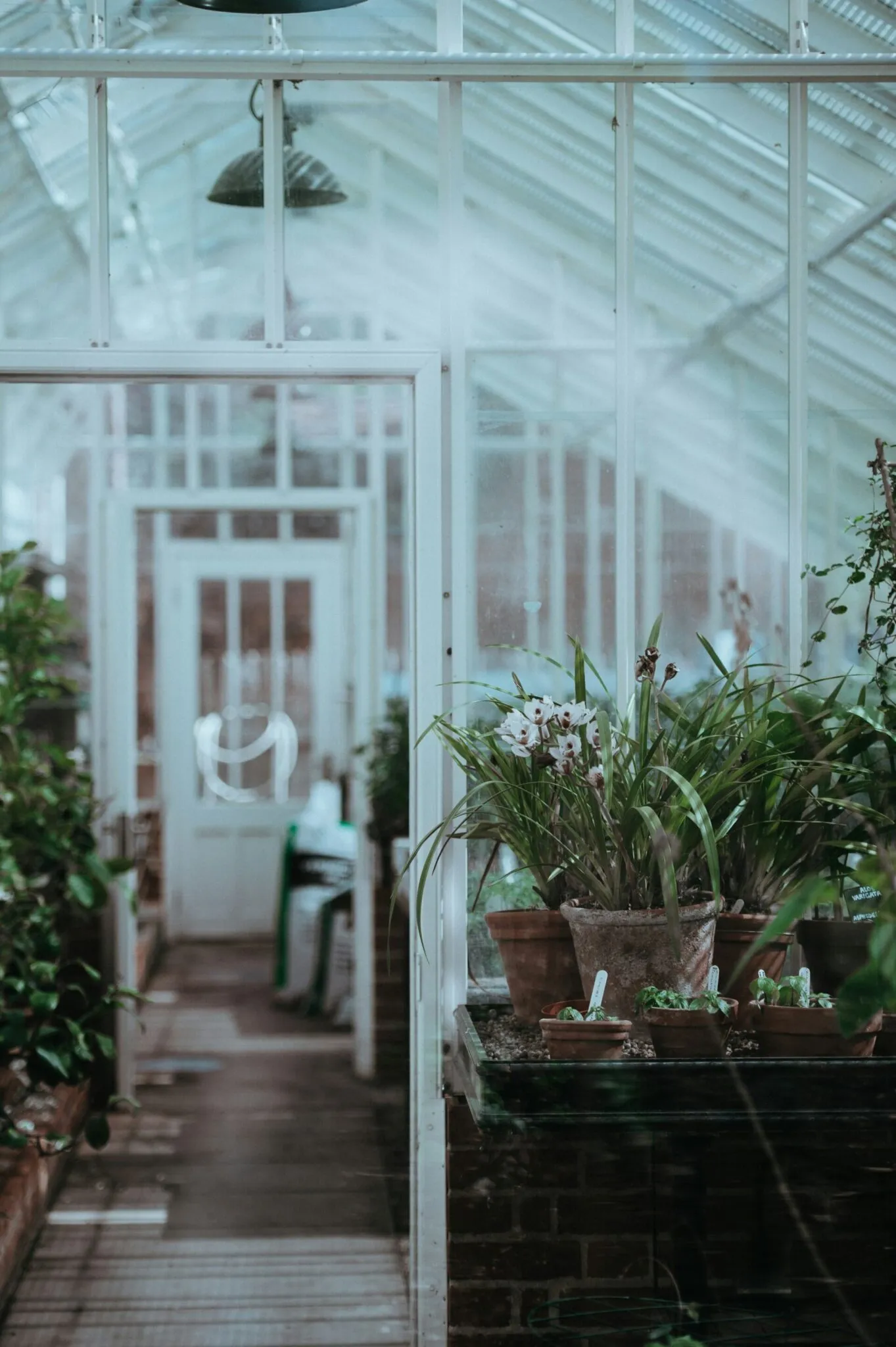 Top Tips for Creating a Dream Garden with Greenhouses
