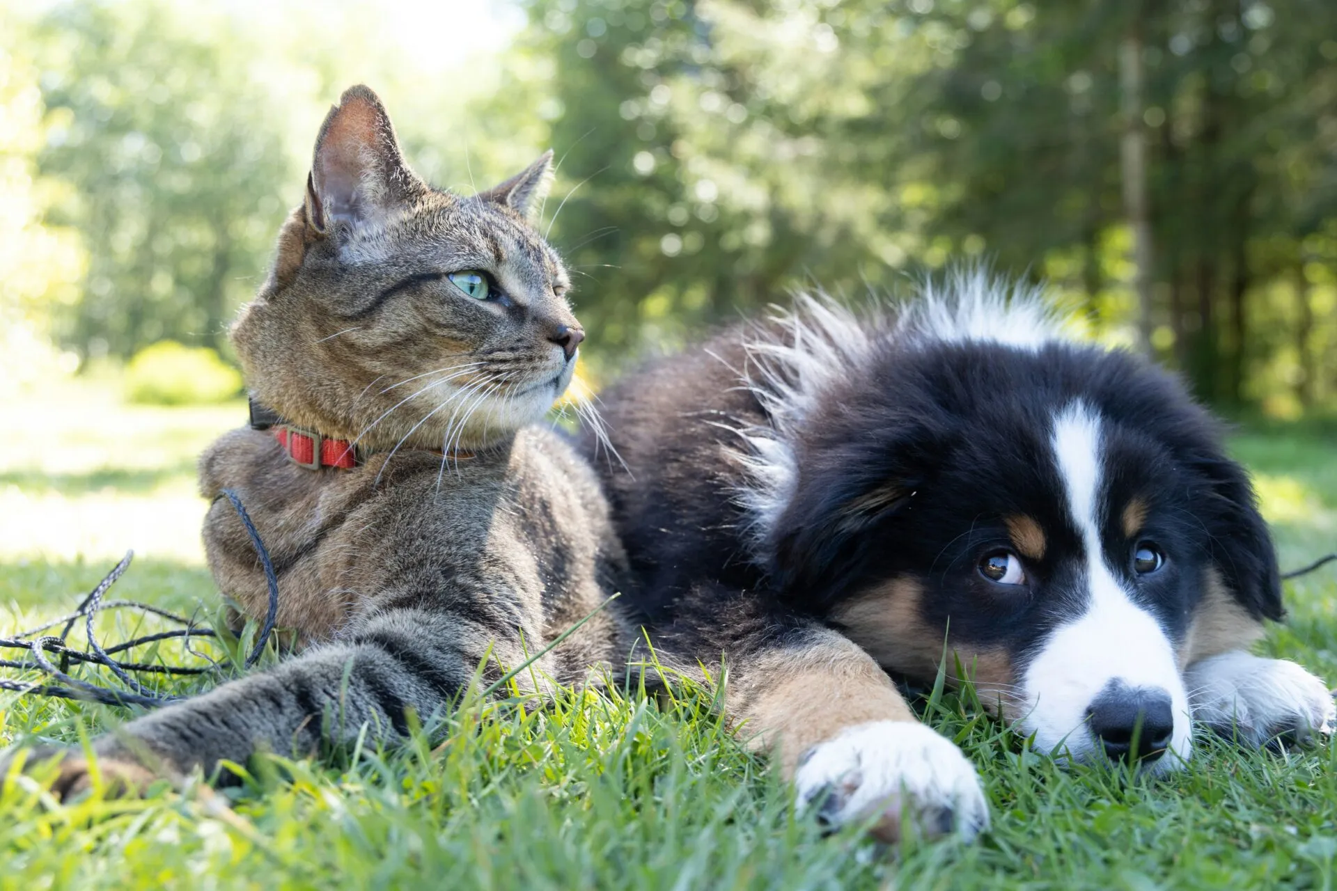 The Essential Role of Pet CPR in Animal Rescue