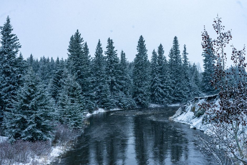 Peaceful winter scene of snow-covered evergreens and a winding river in Edmonton, Alberta.